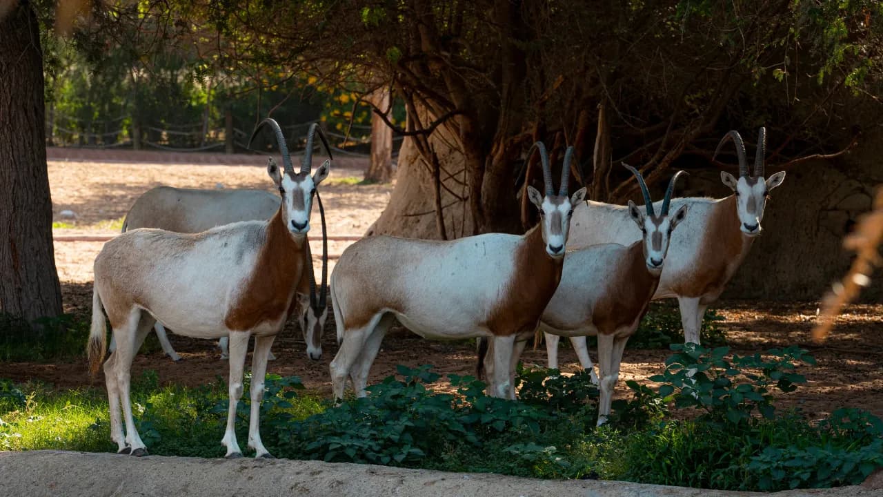Emirates Zoo