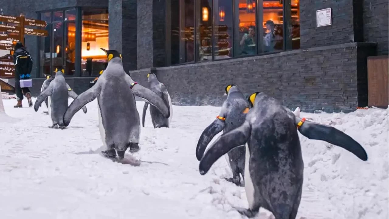Ski Dubai